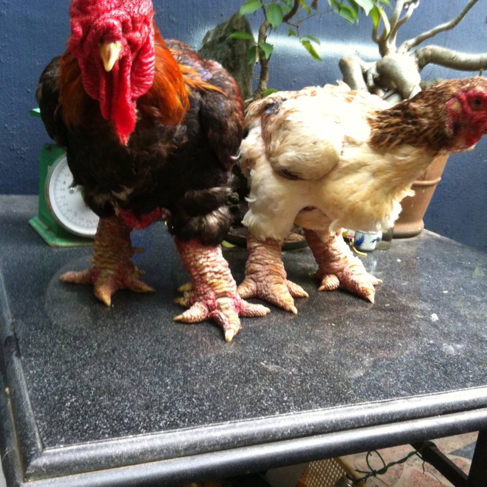 kính đeo mắt cho gà đông tảo