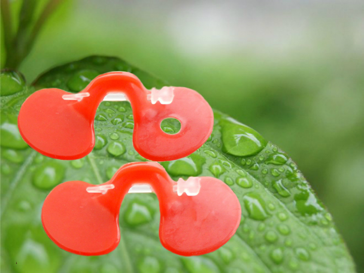 gà cắn mổ lông nhau