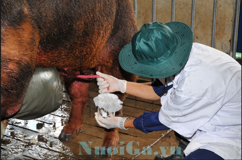 giấy lọc tinh heo