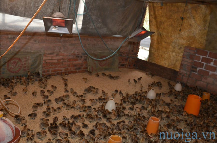 đèn sưởi úm ga