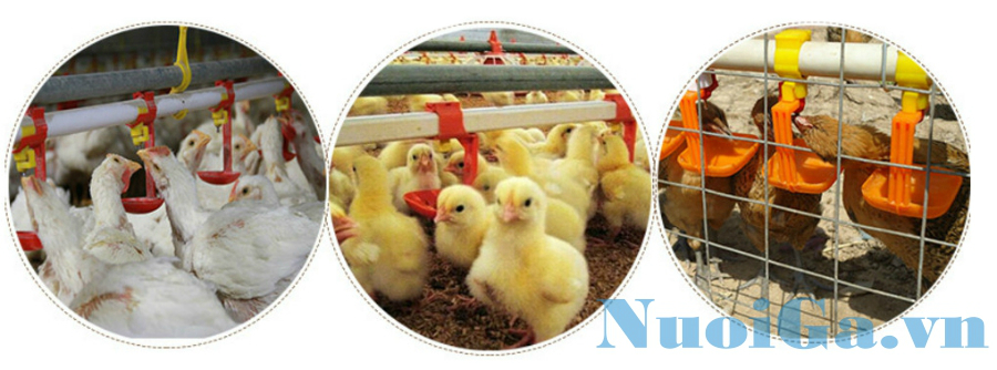 mang uong nuoc tu dong cho ga