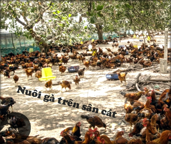 nuoi gà trên sân cát hạn chế gà mổ nhau