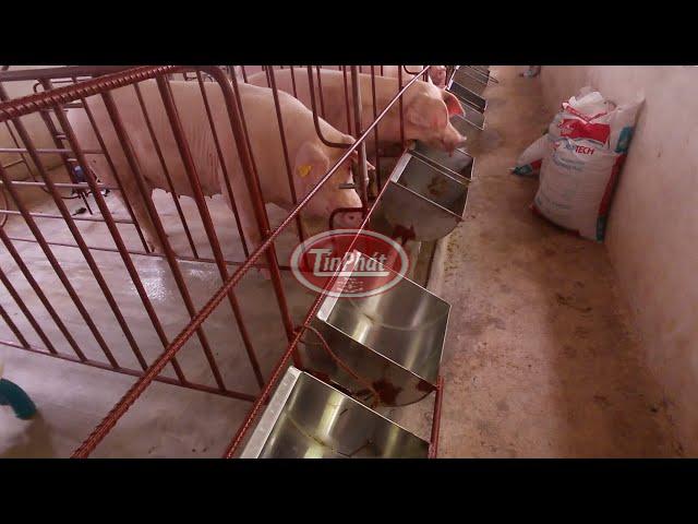 Máng ăn cho heo nái inox