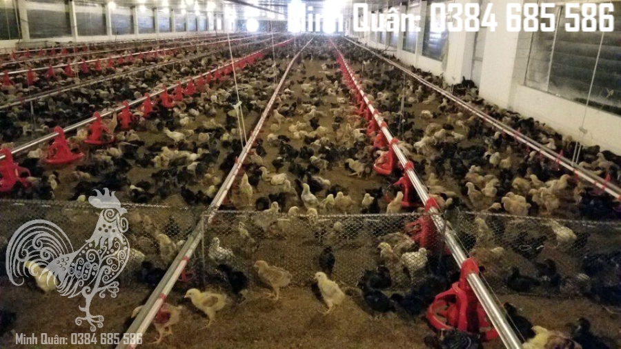 hệ thống máng ăn tự động cho gà gia linh