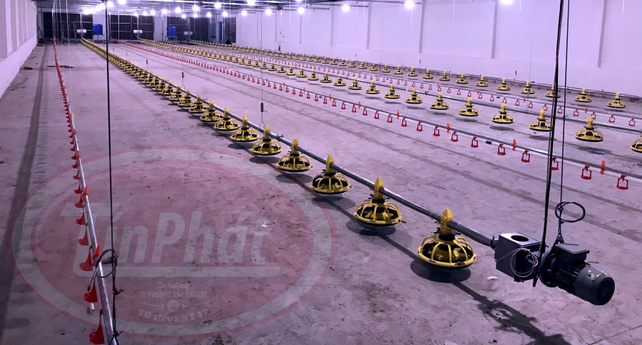 hệ thống máng ăn tự động cho gà tín phát