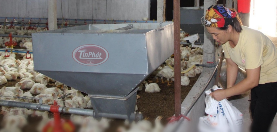 hệ thống máng ăn tự động cho gà gia linh