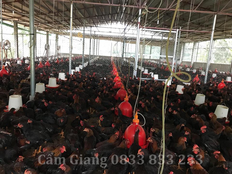 hướng dẫn cách làm máng uống nước tự động cho gà