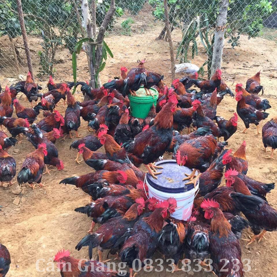 hướng dẫn tự làm máng ăn cho gà