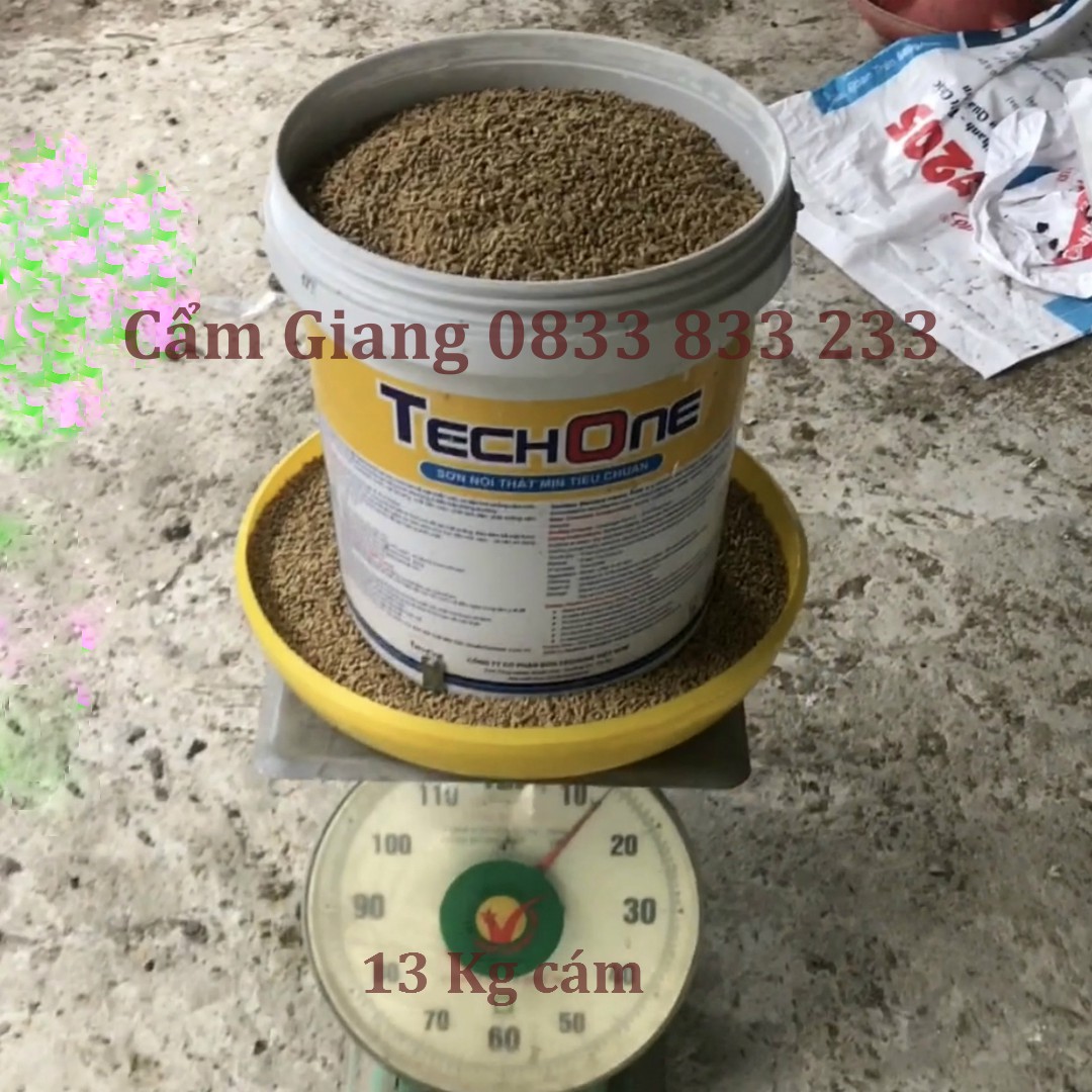 hướng dẫn tự làm máng ăn cho gà bằng xô sơn