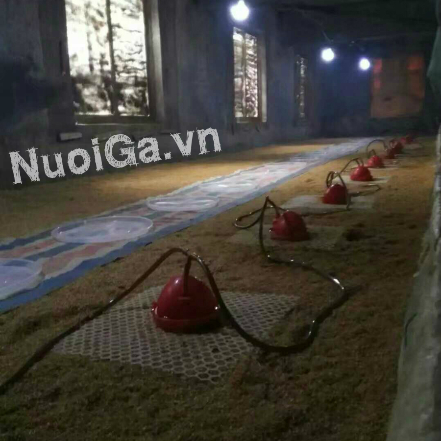máng uống nước tự động gà con