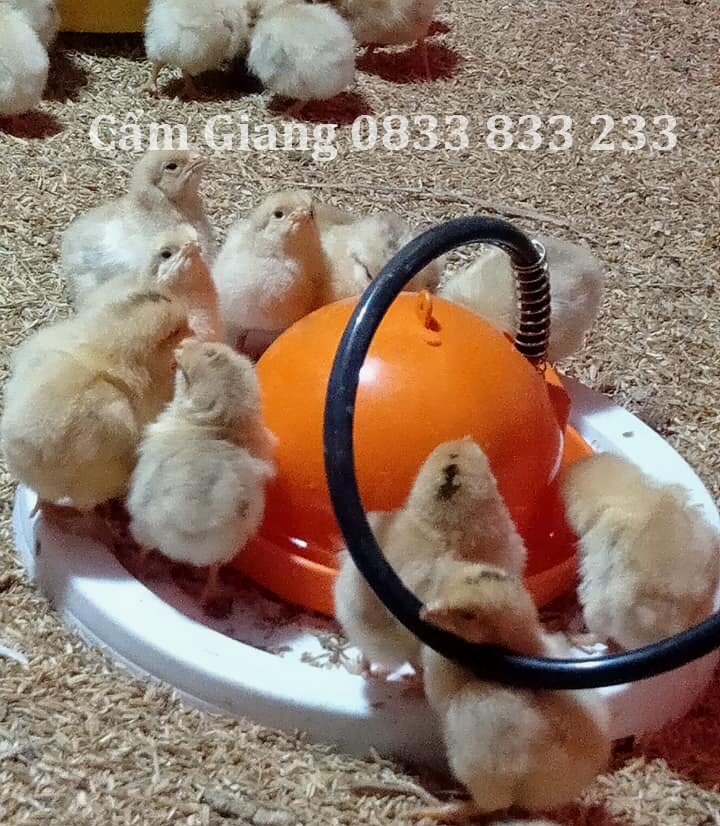 hướng dẫn cách làm máng uống nước tự động cho gà con