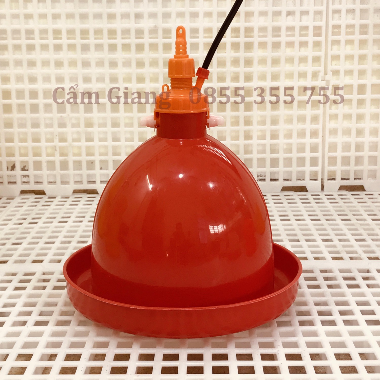 máng uống nước tự động cho gà thái lan