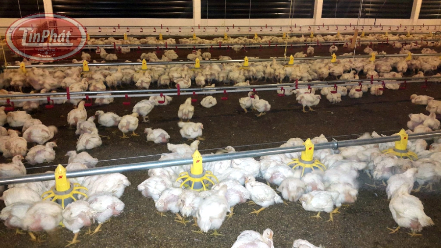 hệ thống máng ăn tự động cho gà japfa