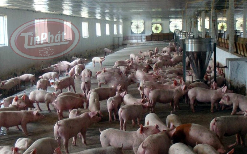 quạt hút trang trại heo, trại lợn,