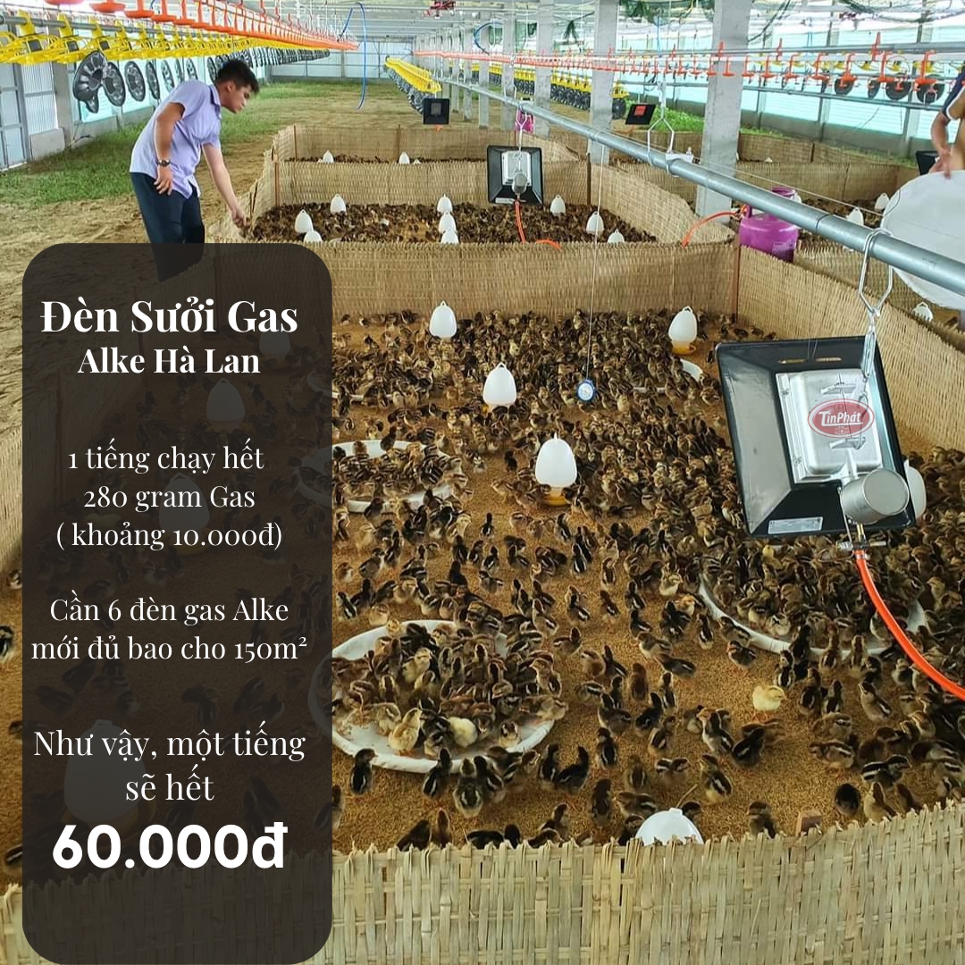 đèn sưởi gas dùng có tôn hơn so với máy sưởi điện hay không, đèn gas sưởi úm cho gà vịt