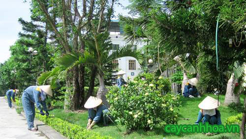 Dịch vụ chăm sóc cây cảnh xanh đẹp tại nhà Hà Nội Dịch vụ chăm sóc cây cảnh xanh đẹp tại nhà Hà Nội