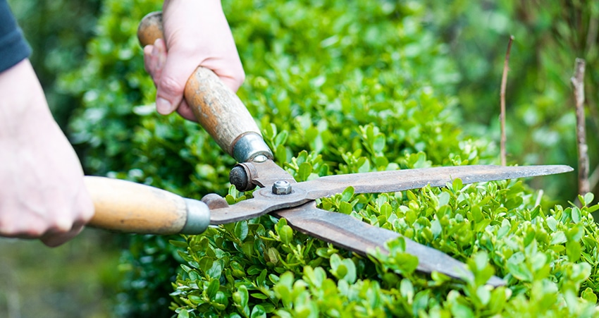 Dịch vụ chăm sóc cây cảnh xanh đẹp tại nhà Hà Nội Dịch vụ chăm sóc cây cảnh xanh đẹp tại nhà Hà Nội