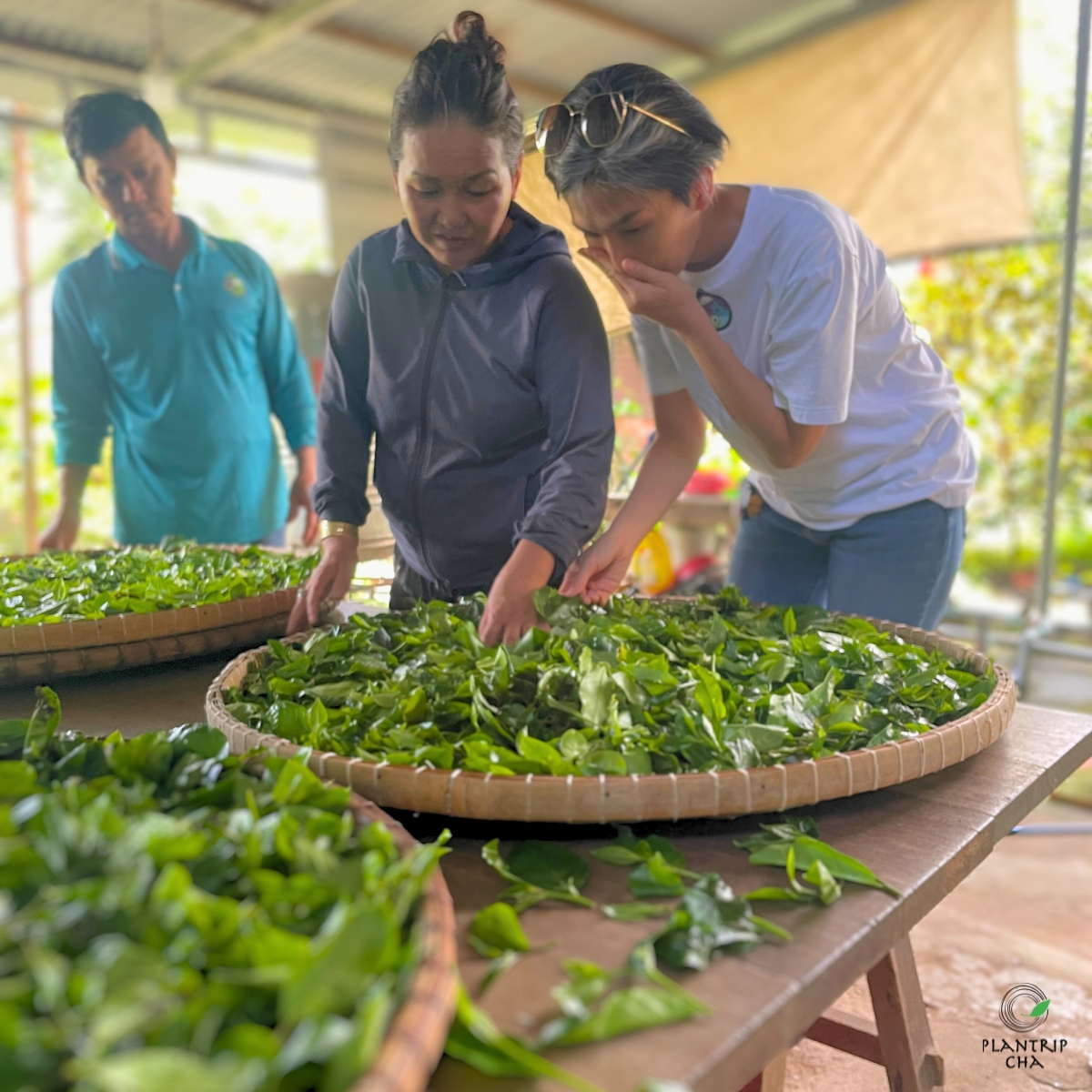 Ghé thăm gia đình trồng trà Phú Hội