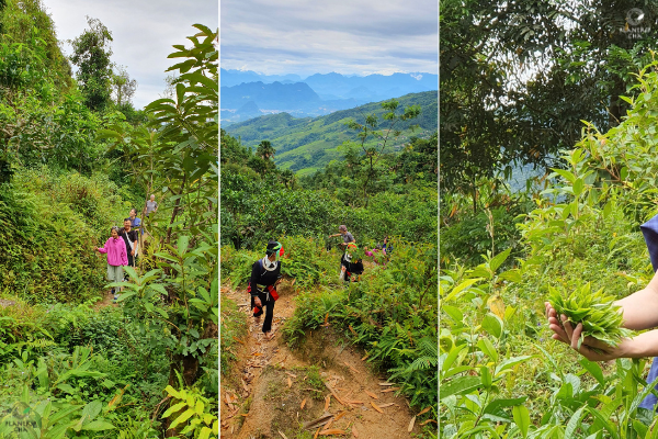 Cùng đoàn trải nghiệm băng rừng lội suối đi thăm trà.