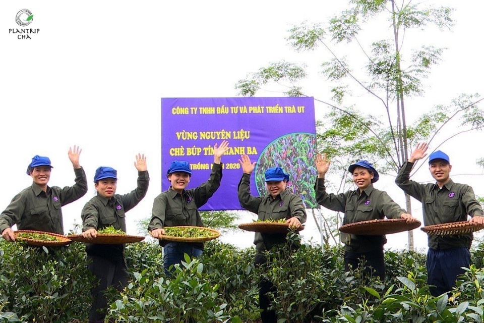 Ở Việt Nam, trà búp tím được trồng nhiều ở huyện Thanh Ba, tỉnh Phú Thọ (Nguồn ảnh: Plantrip Cha)