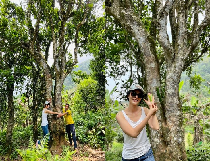 Trà Vàng Tủa Chùa Điện Biên là một sản phẩm được làm ra từ vùng đất và con người bất khuất Điện Biên.