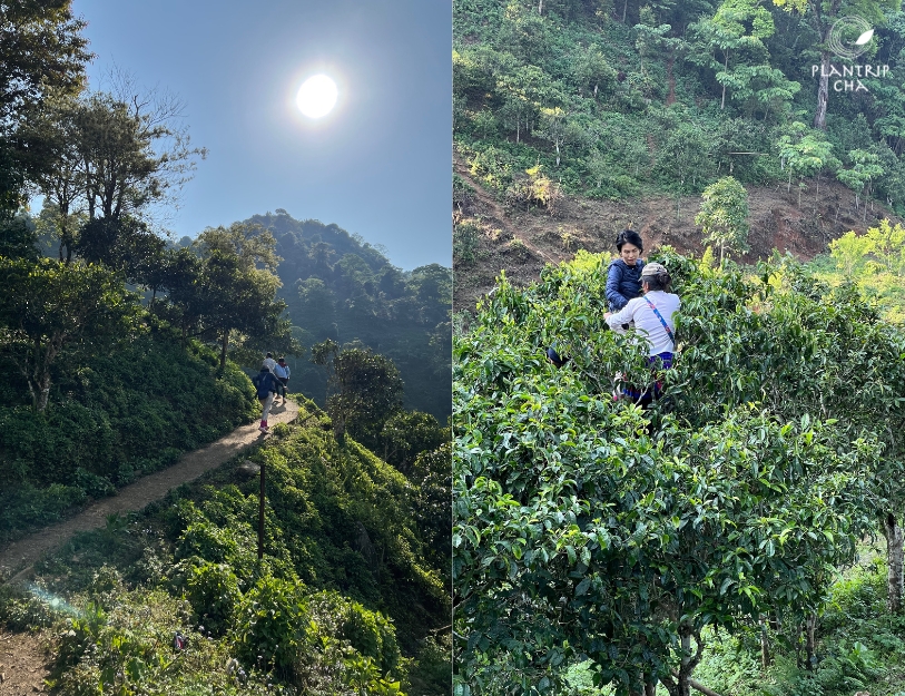 Plantrip Cha đã đi đến tận những vùng trà cổ thụ xa xôi nhất trong hành trình khám phá trà Việt