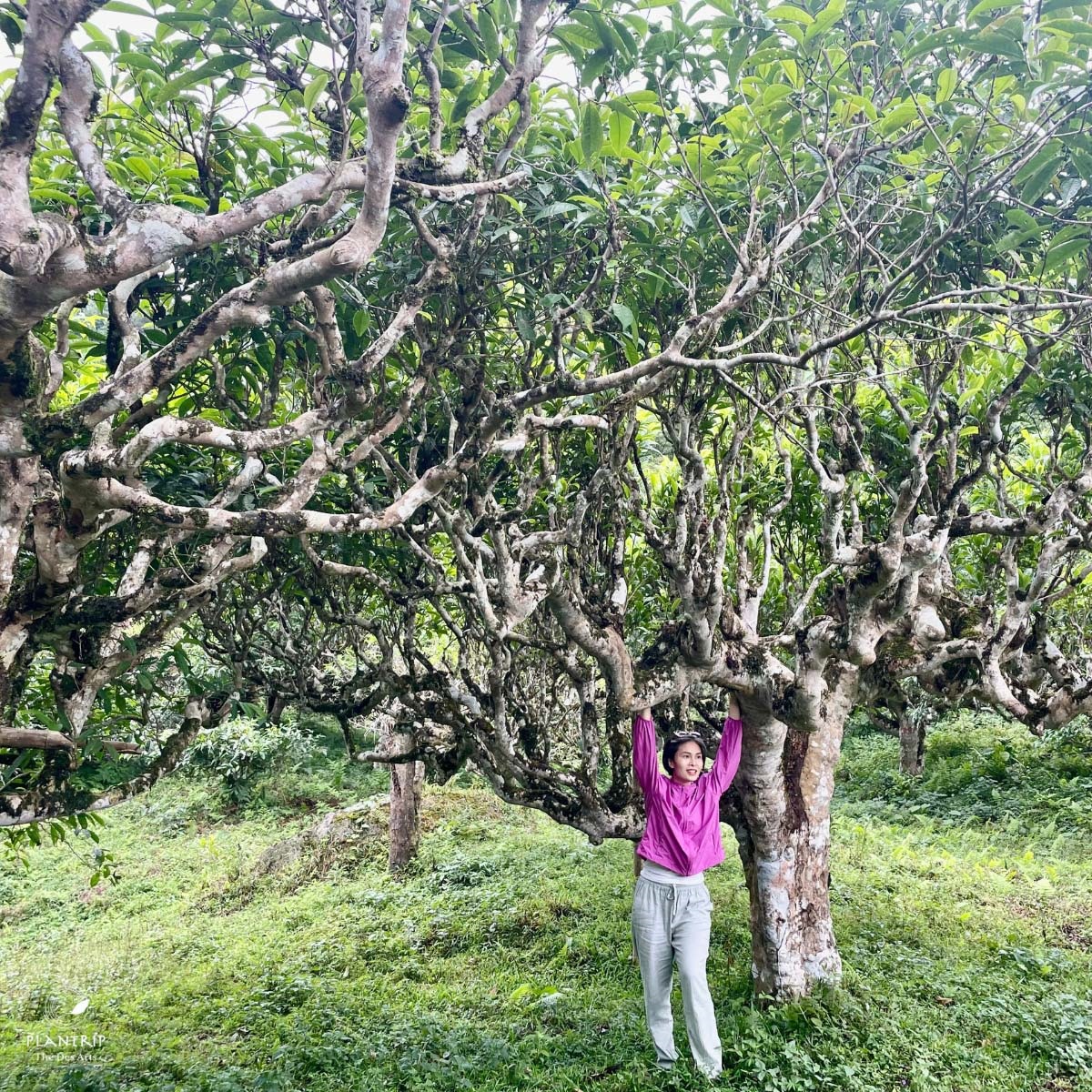 Chương trình "Thứ 5, thưởng trà nào!" tháng 04 với chủ đề Trà Rừng Việt Nam.