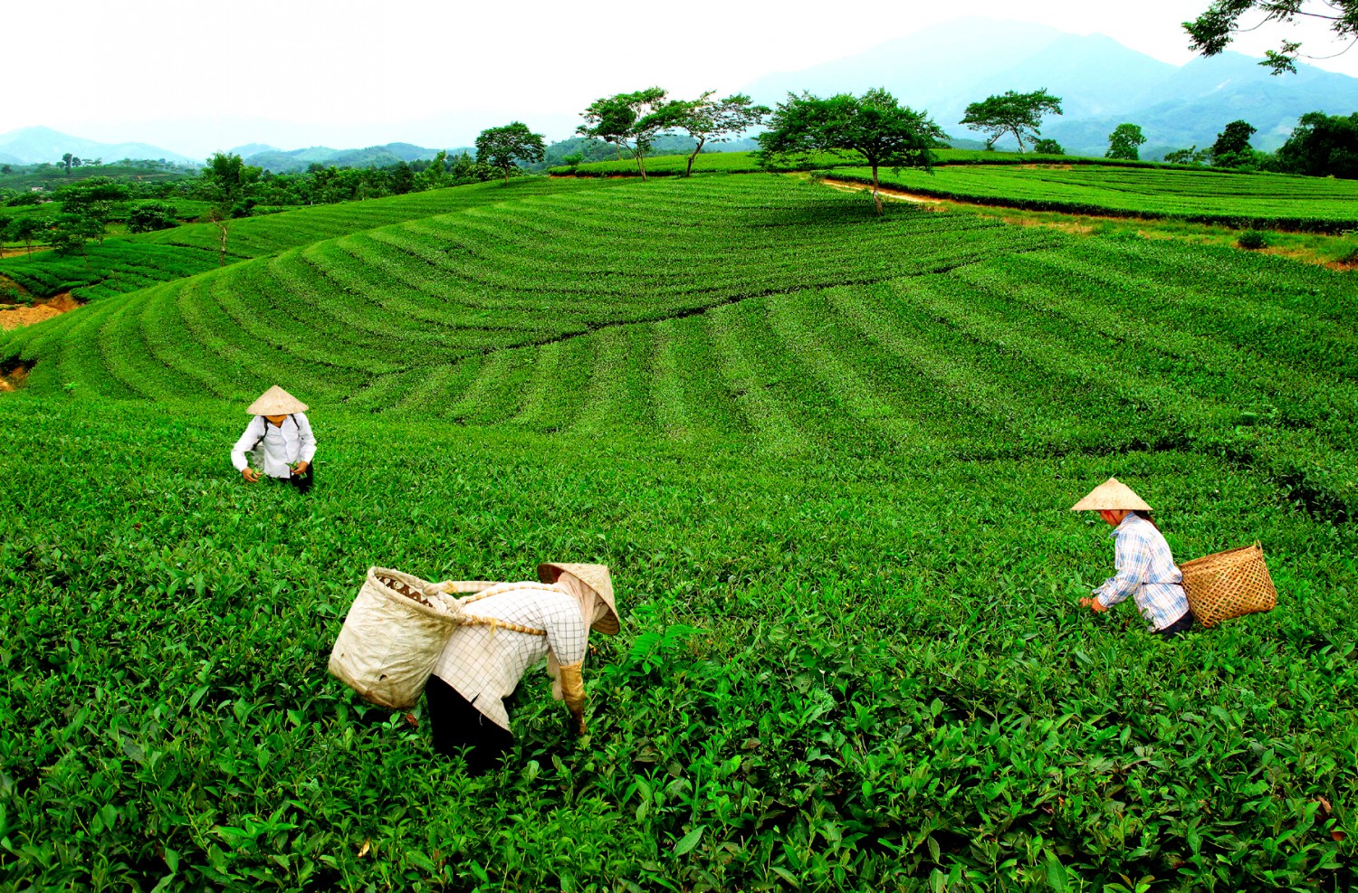 Tỉ mẩn thu hái để tạo nên những thức trà Thái Nguyên danh tiếng (Ảnh: sưu tầm) 