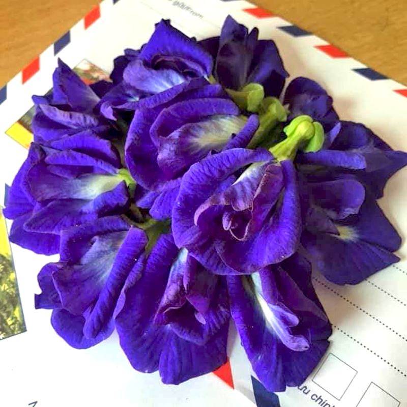 hướng dẫn pha trà hoa đậu biếc