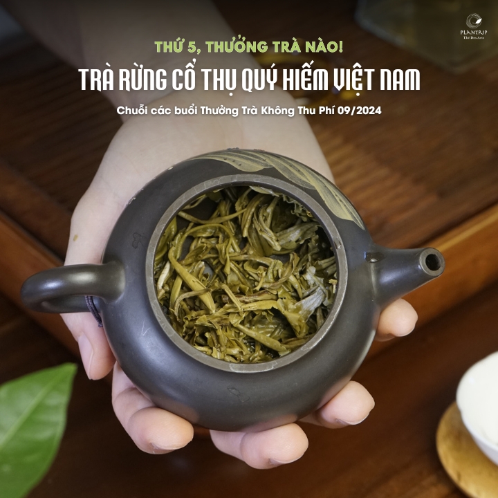 Hai phẩm trà rừng Việt Nam sẽ được chọn pha trong 2 buổi thưởng trà nữa đầu tháng 9 này.