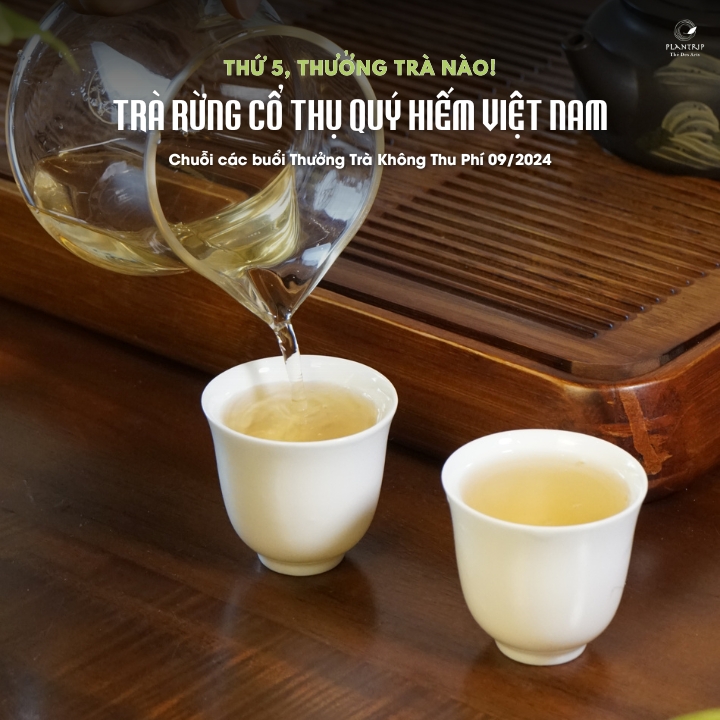 Hai phẩm trà rừng Việt Nam sẽ được chọn pha trong 2 buổi thưởng trà nữa đầu tháng 9 này.