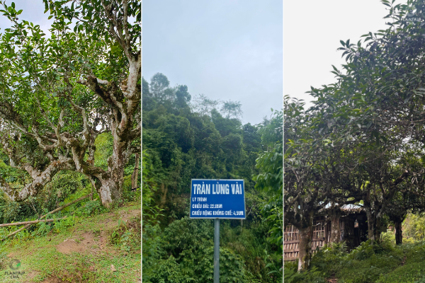 Một số gốc trà trong rất nhiều gốc trà năm tuổi tại rừng trà cổ thụ Lùng Vài.