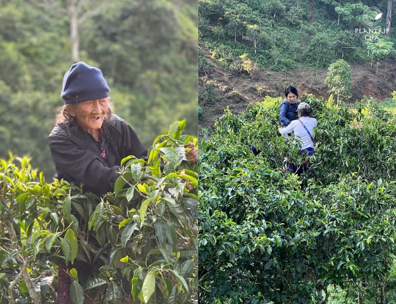 Cùng cụ bà và người dân ở bản leo lên ngọn cây trà, hái những lá trà tươi non nhất.