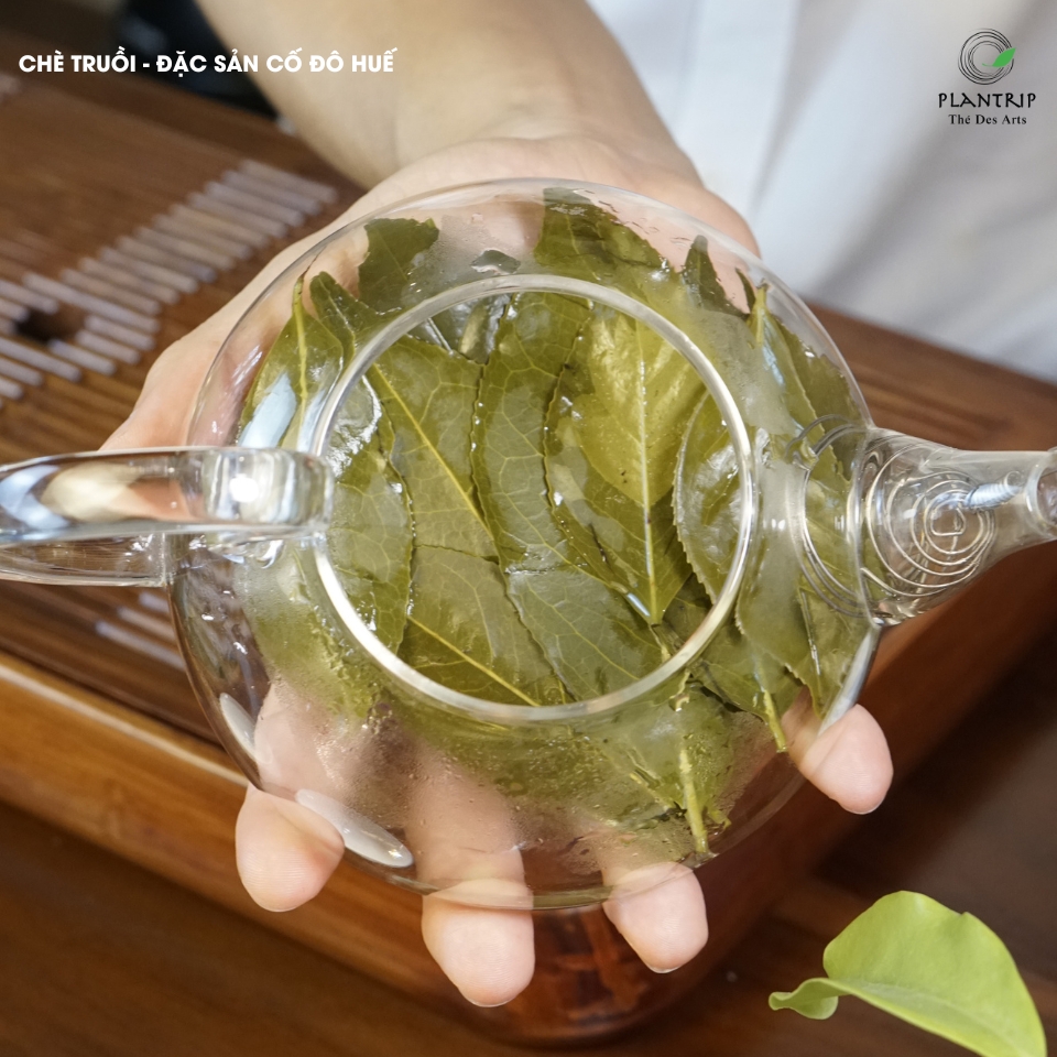 Plantrip rất ngạc nhiên vì lá Chè Truồi tuy già nhưng ngâm lâu vẫn không bị đắng chát như lá trà tươi bình thường.