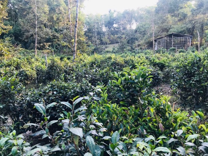 Cây trà đã có từ khi mở đất, lập làng Phú Hội (Ảnh: sưu tầm)