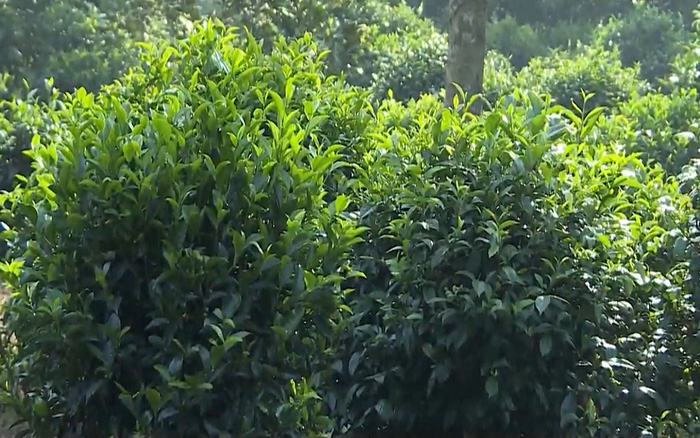 Lá trà Phú Hội thường được thu hoạch vào buổi sáng sớm và phơi khô tự nhiên dưới ánh nắng (Ảnh: sưu tầm)