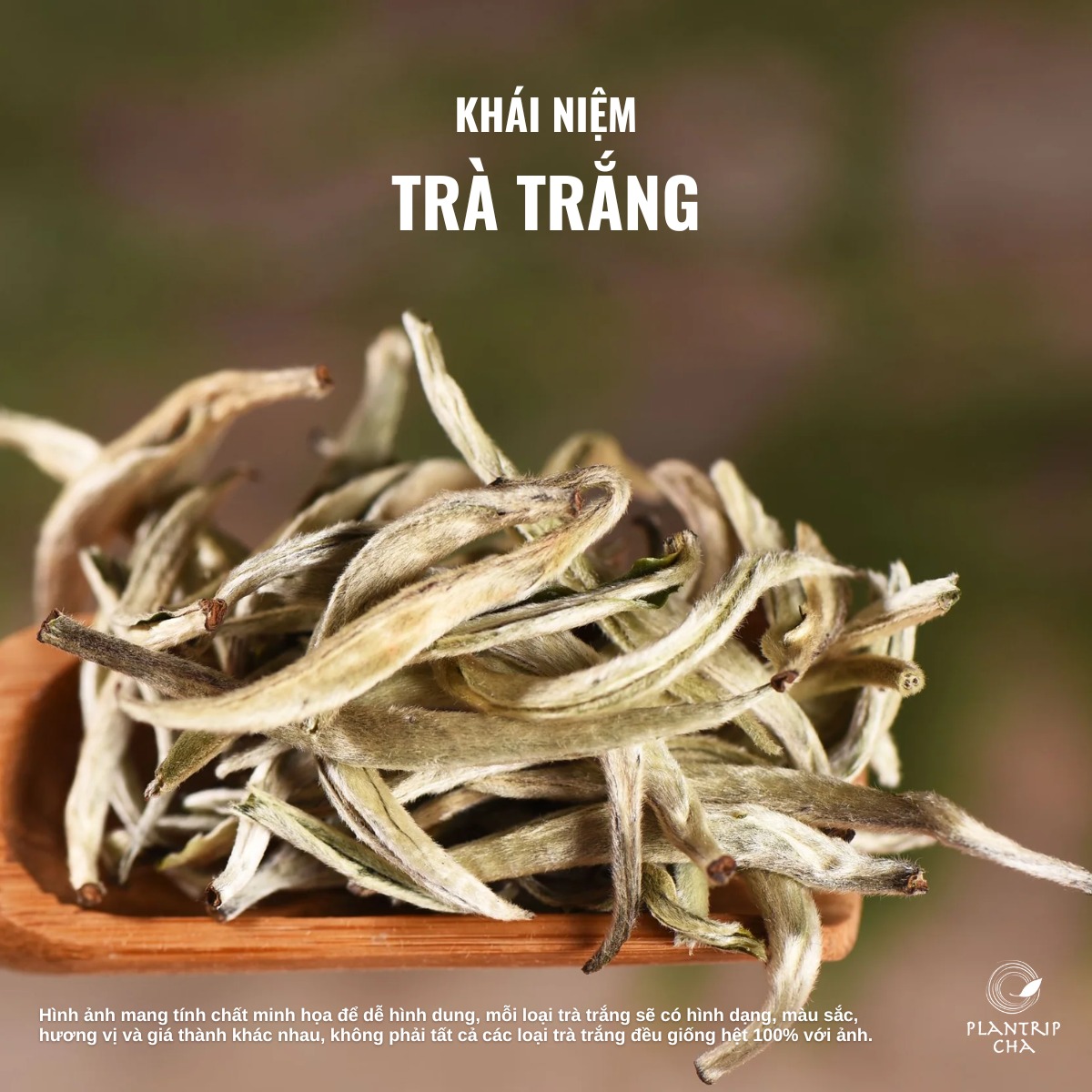 khái niệm trà trắng (bạch trà)