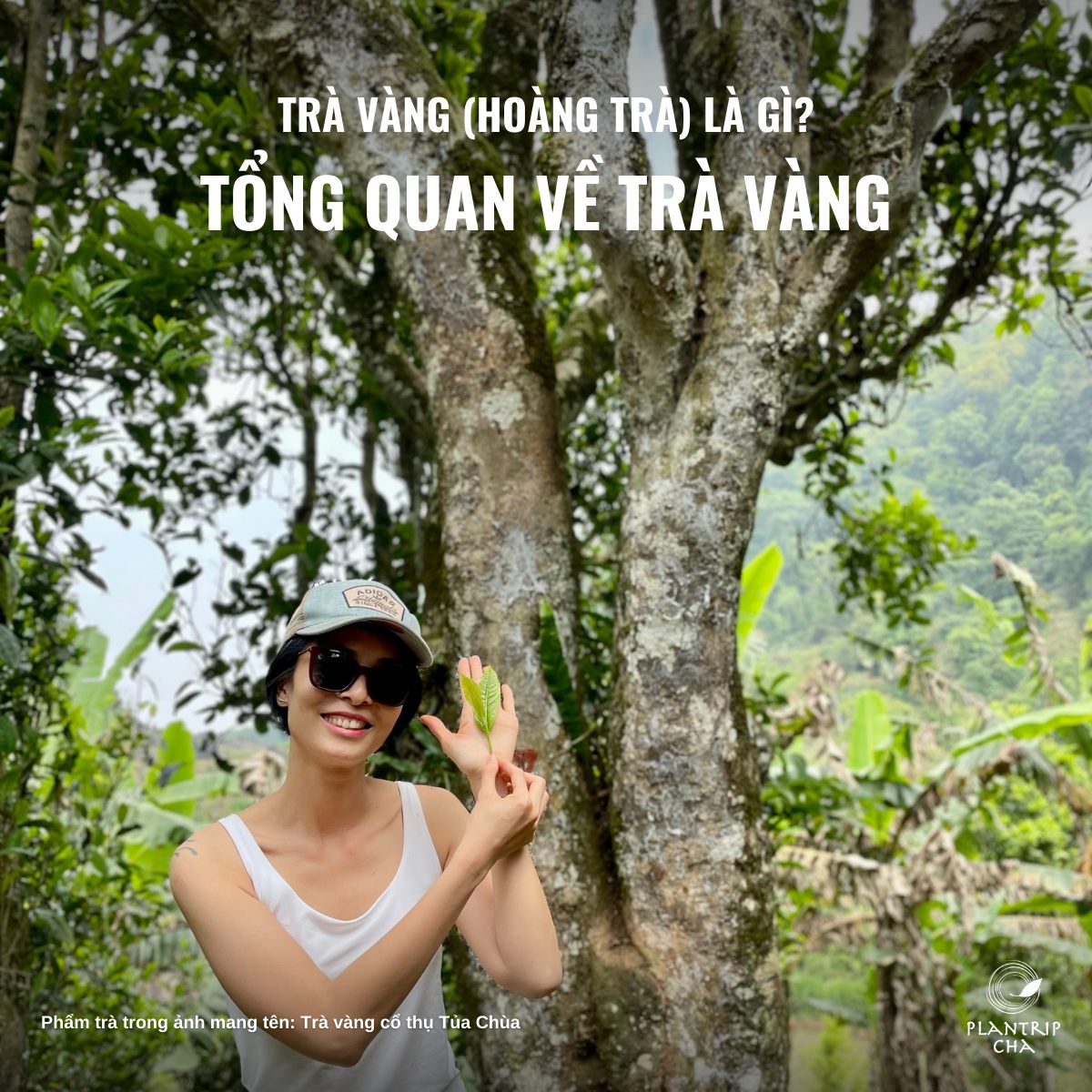 TRÀ VÀNG (HOÀNG TRÀ) LÀ GÌ? TỔNG QUAN VỀ TRÀ VÀNG