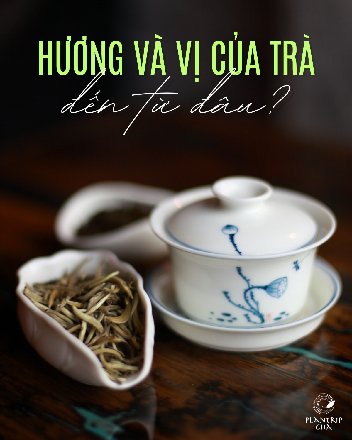 HƯƠNG VÀ VỊ CỦA TRÀ ĐẾN TỪ ĐÂU?