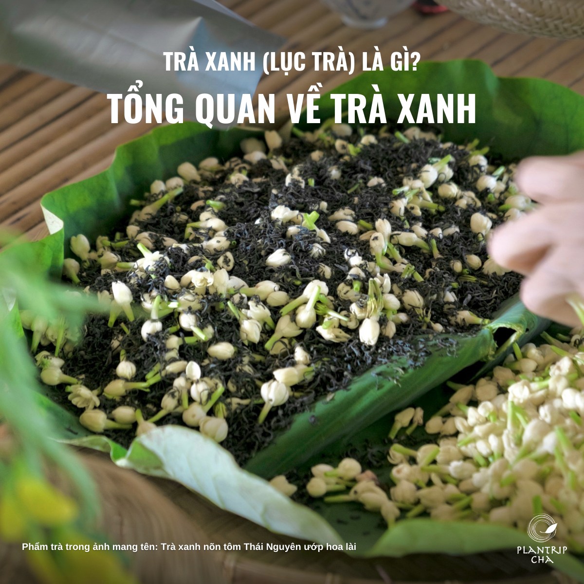 TRÀ XANH (LỤC TRÀ) LÀ GÌ? TỔNG QUAN VỀ TRÀ XANH