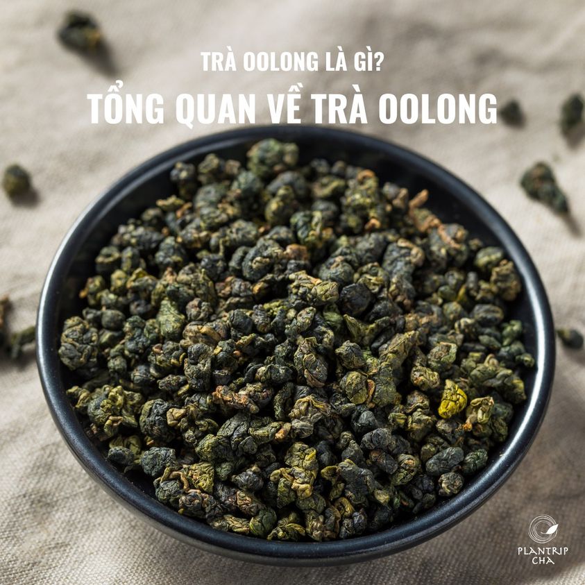 TRÀ OOLONG LÀ GÌ? TỔNG QUAN VỀ TRÀ OOLONG