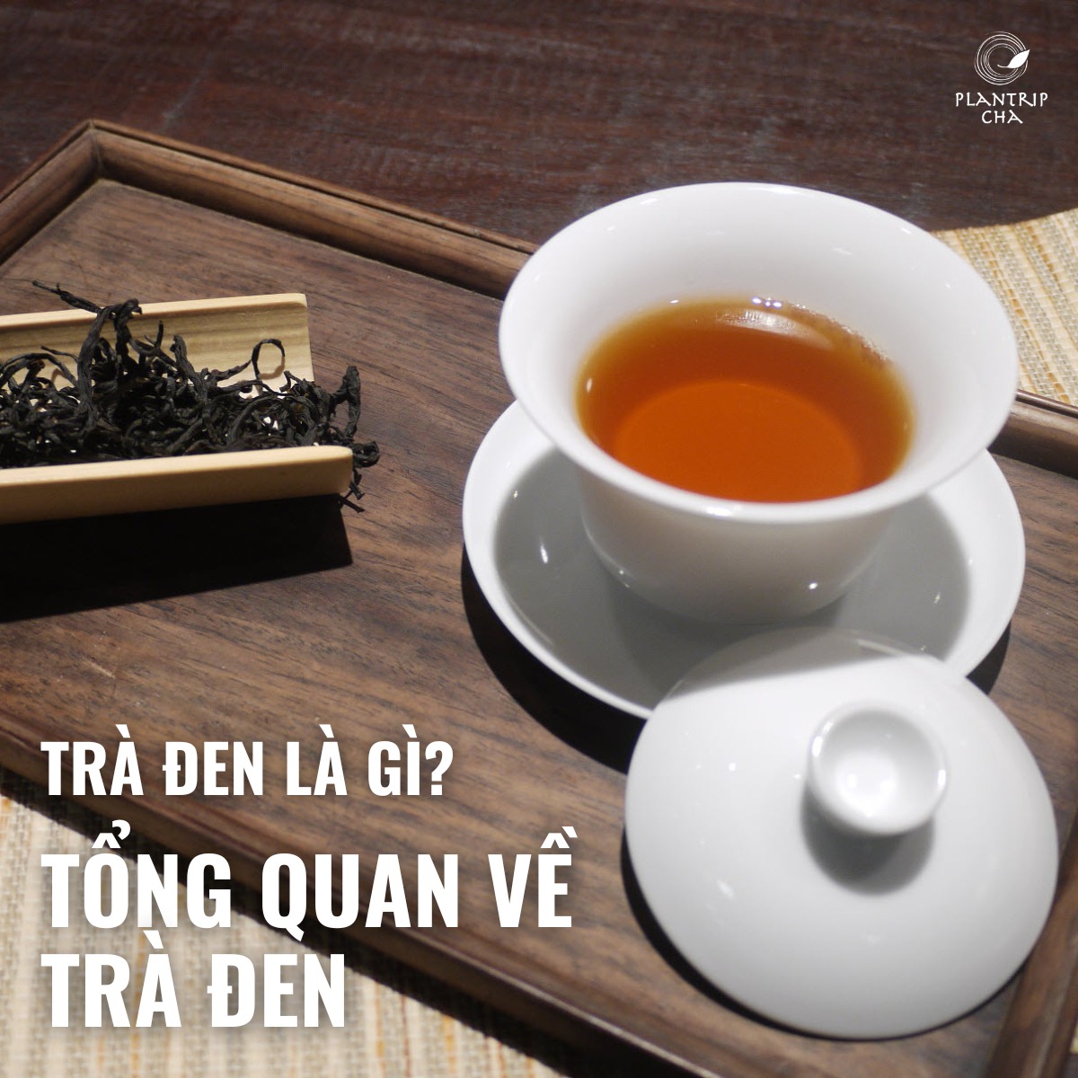 TRÀ ĐEN LÀ GÌ? TỔNG QUAN VỀ TRÀ ĐEN