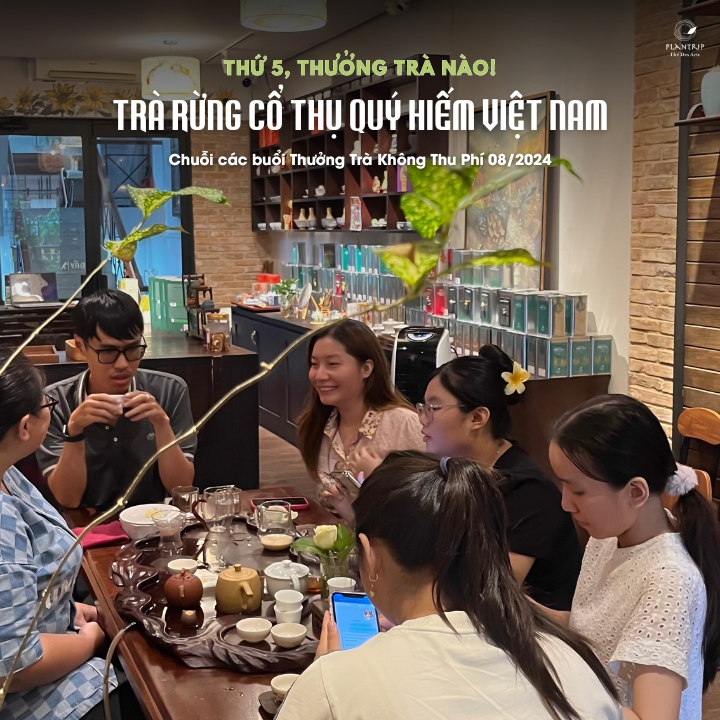 Chương trình thưởng trà tại Hồ Chí Minh dành cho tất cả mọi người.