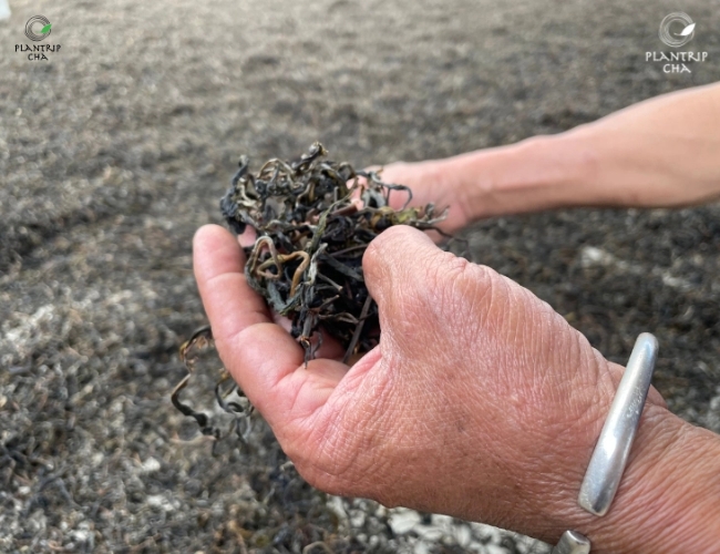 CÁC CHẤT CÓ LỢI TRONG TRÀ