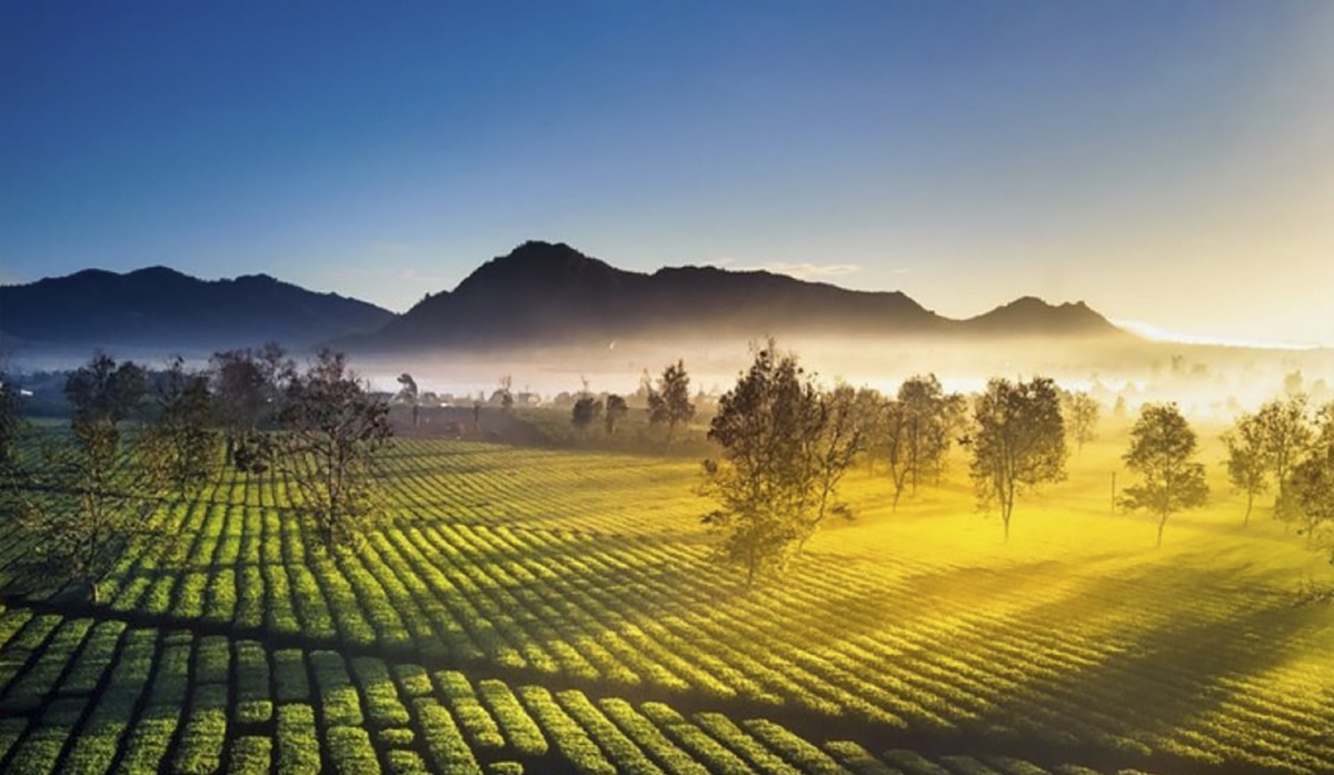 Đồi trà Biển Hồ Pleiku trong ánh bình minh (Ảnh: sưu tầm)