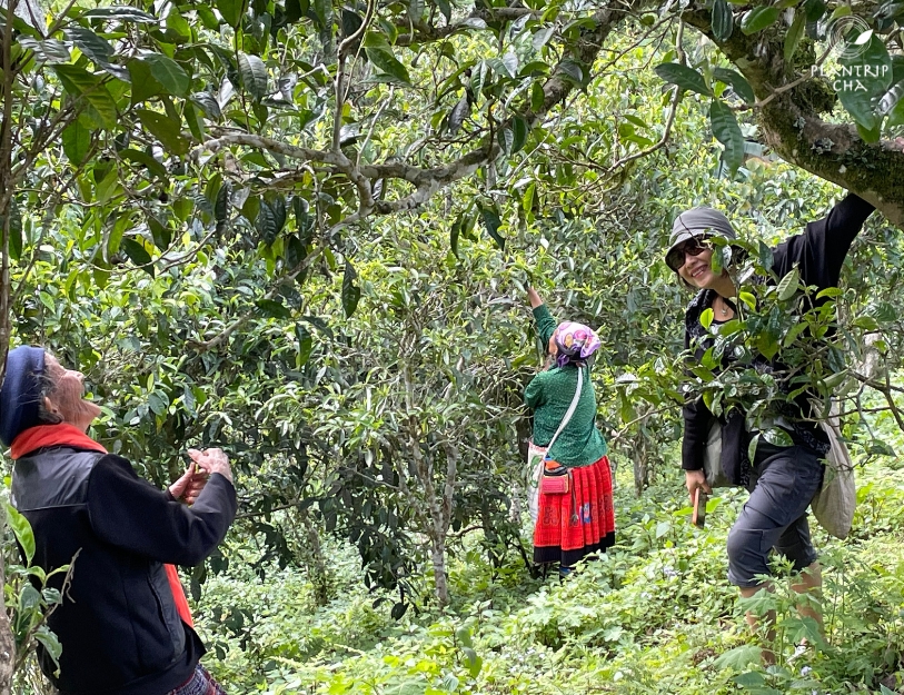 Bà cụ 103 tuổi nhưng vẫn tinh anh và nhanh nhẹn, bạn tôi tặng bà chiếc khăn choàng trên cổ và ngỏ ý mua lại tất cả số trà bà đang hái.