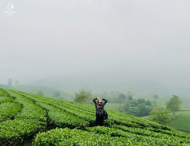CÓ BAO NHIÊU VÙNG TRỒNG TRÀ Ở VIỆT NAM?