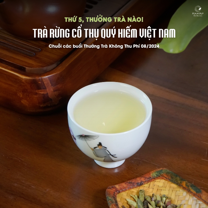 Các phẩm trà rừng cổ thụ trăm năm của Việt Nam sẽ mang đến cho bạn những trải nghiệm thú vị.