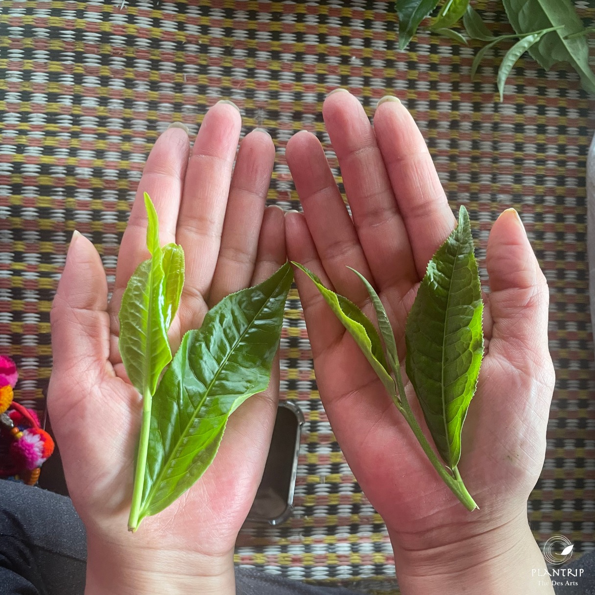 Chương trình "Thứ 5, thưởng trà nào!" tháng 04 với chủ đề Trà Rừng Việt Nam.