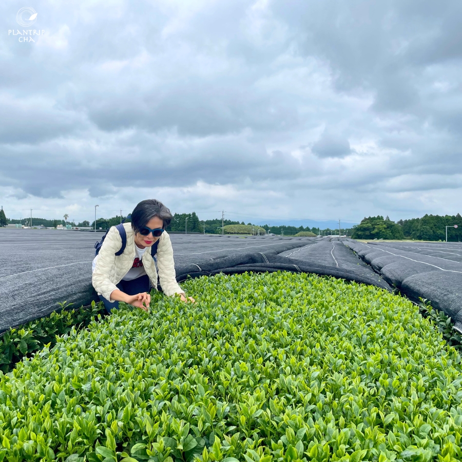 Khác với Yame là nơi những đồi trà nhấp nhô như muôn đợt sóng thì cánh đồng trà ở Chiran rất phẳng phiu và ngay hàng thẳng lối